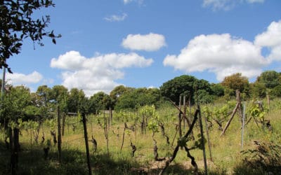 Agriturismo Aggius Weinberg in Mai (1)