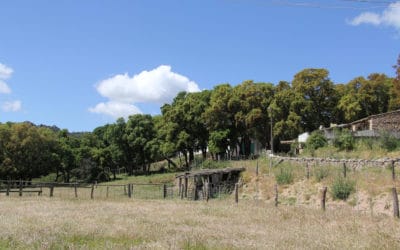 Agriturismo Aggius Weinberg in Mai (22)