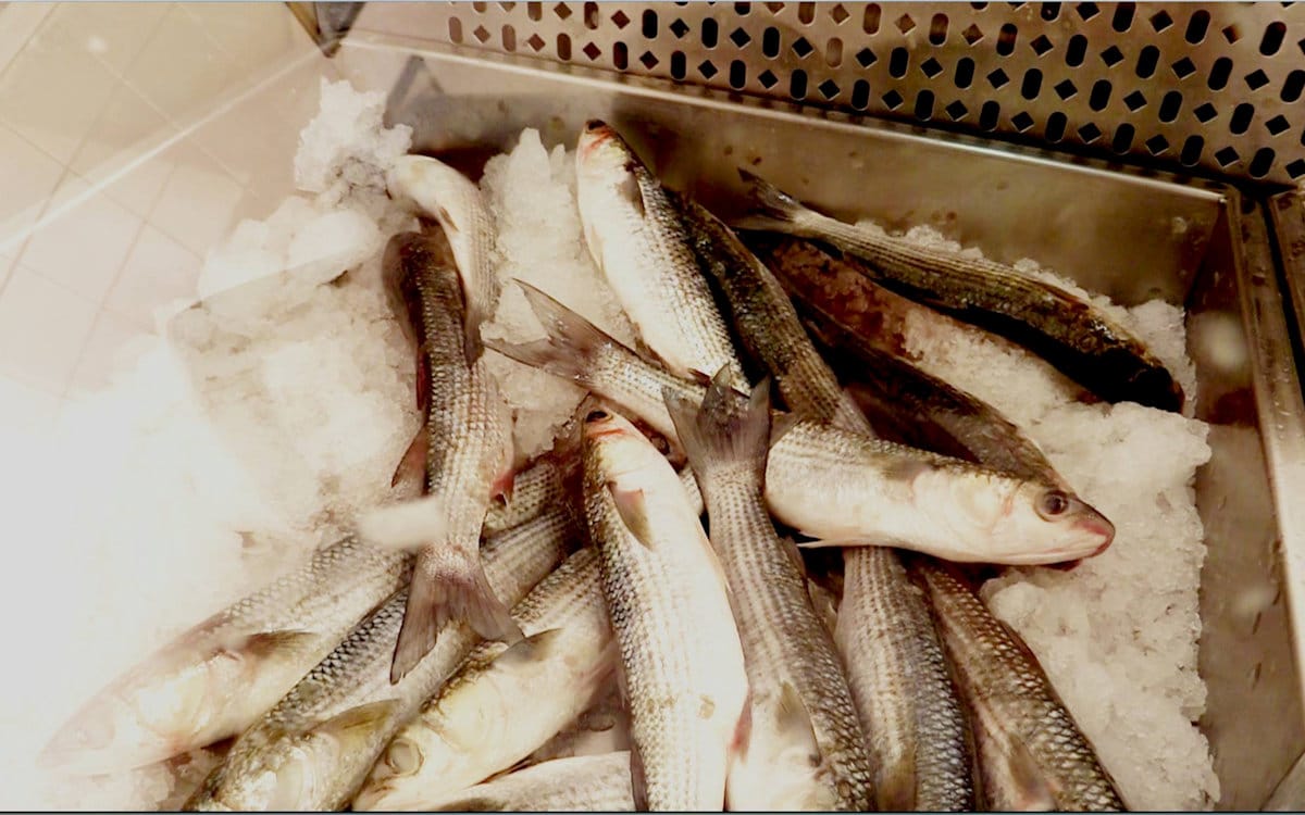 Fischerei Cabras (2) Fischerei Cabras (2)