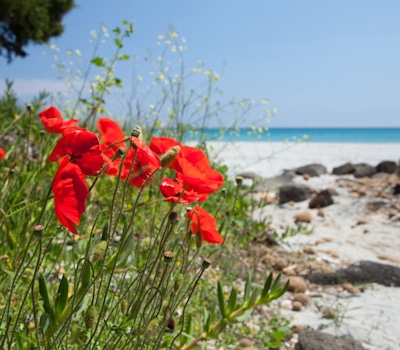 Ferienwohnungen Sardinien am Meer