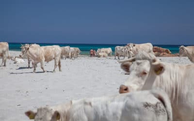 Strand Berchidda (Orosei)