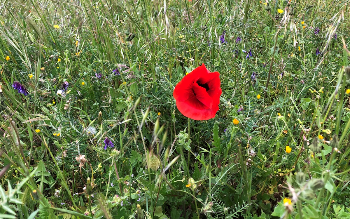 Ferienhaus Santa Teresa (15)