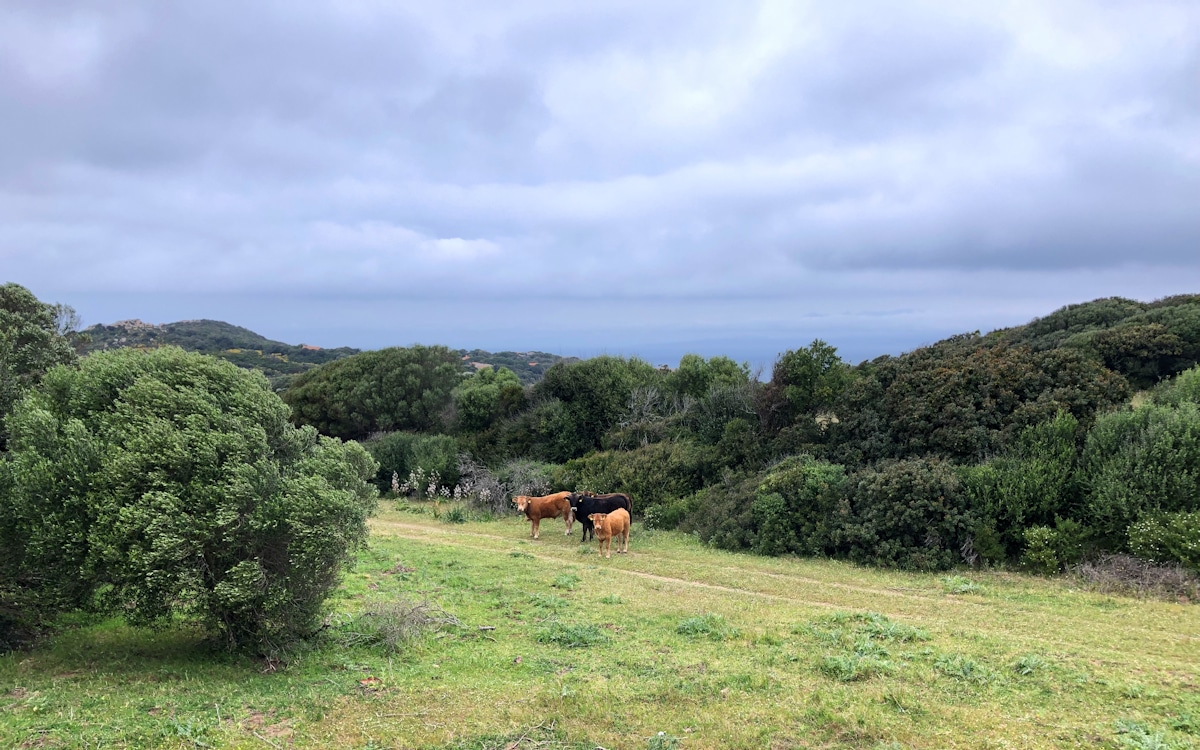 Ferienhaus Santa Teresa (16)