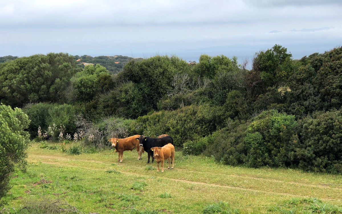 Ferienhaus Santa Teresa (17)
