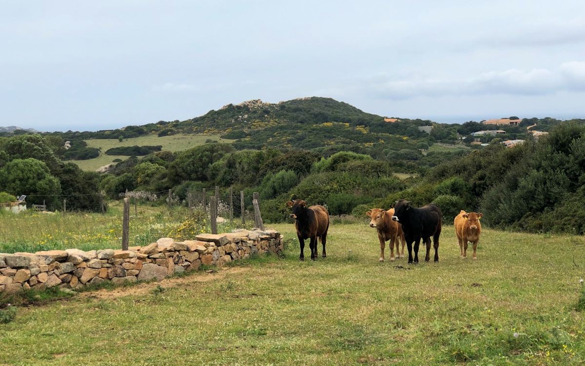 Ferienhaus Santa Teresa (18)