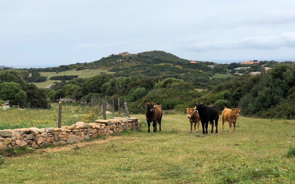 Ferienhaus Santa Teresa (21)
